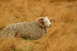 Merino-schaap/Nieuw-Zeeland